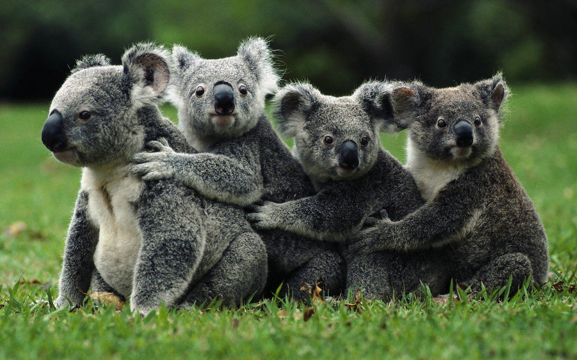 86 Koala HD Wallpapers