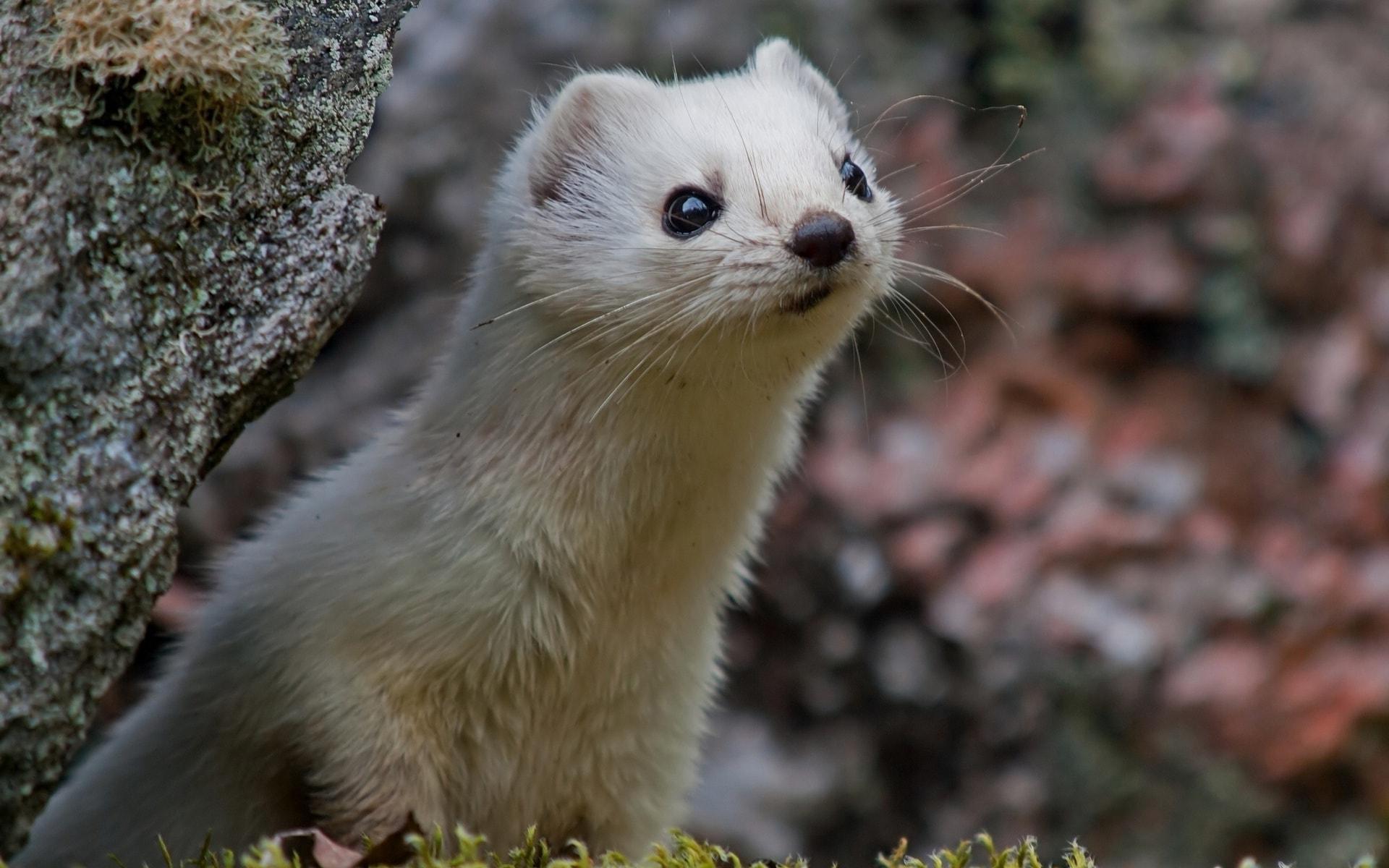 Weasel HD Wallpapers