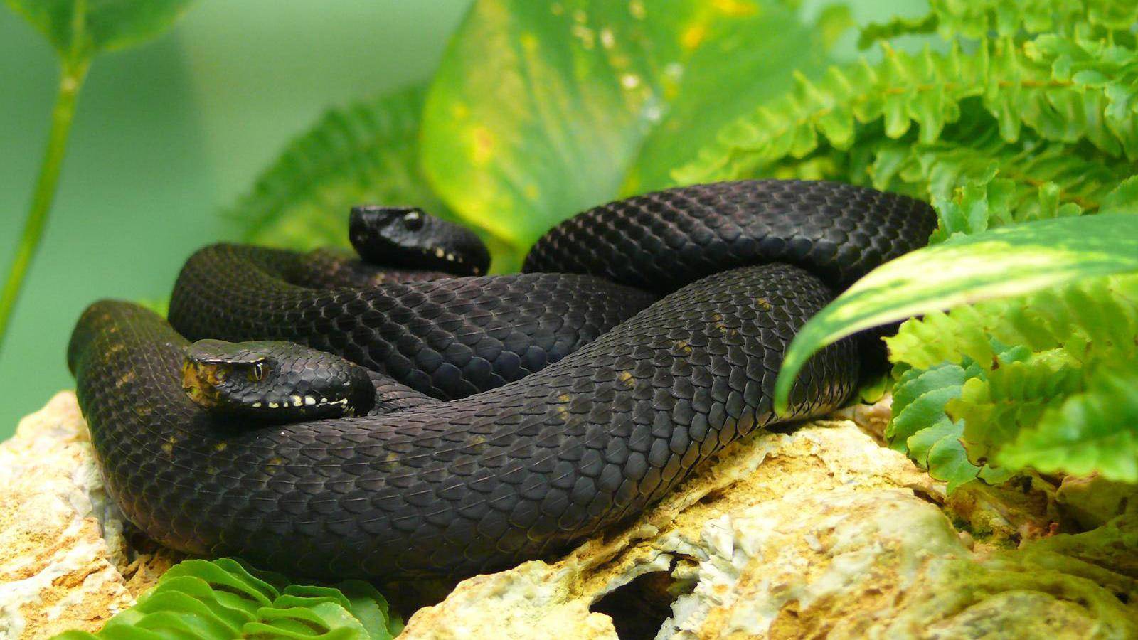 Black Mamba Snake Wallpapers