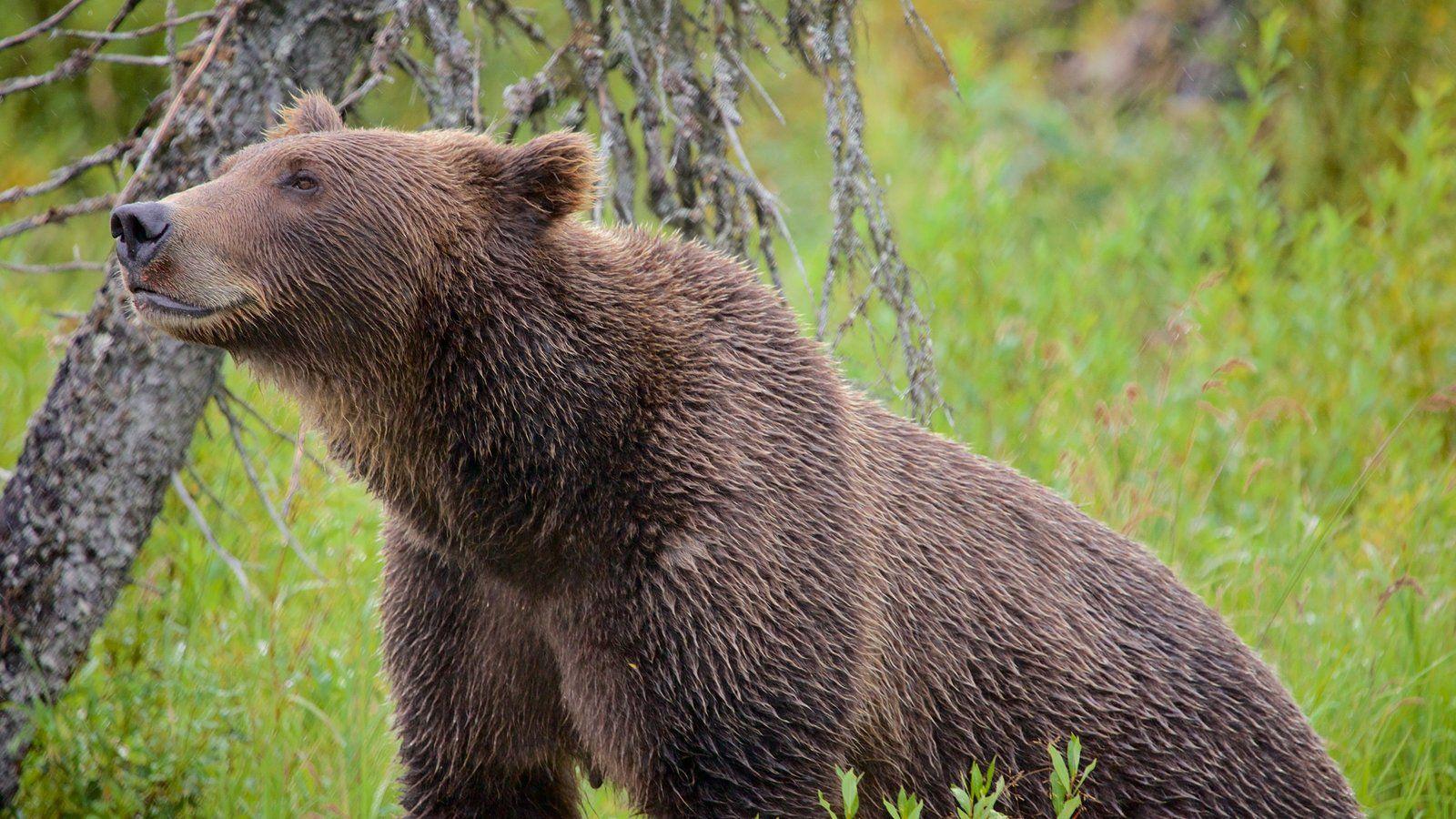 Animal Pictures: View Image of Lake Clark National Park and Preserve