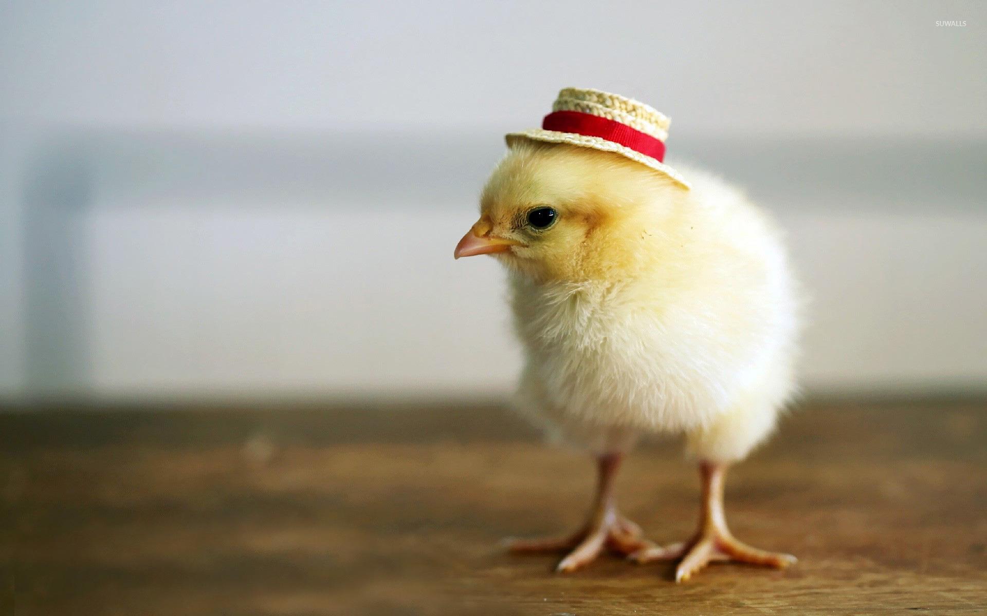 Chick with a hat wallpapers