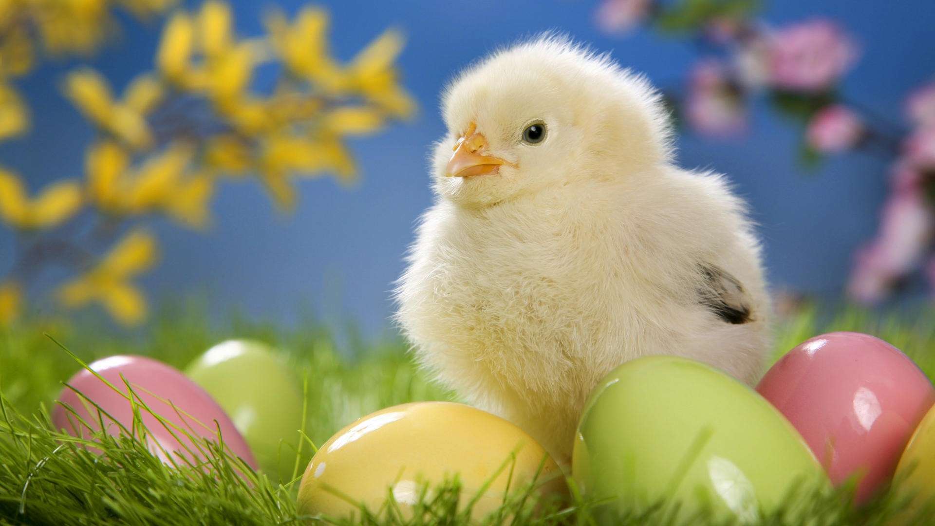 16382 easter chick wallpapers