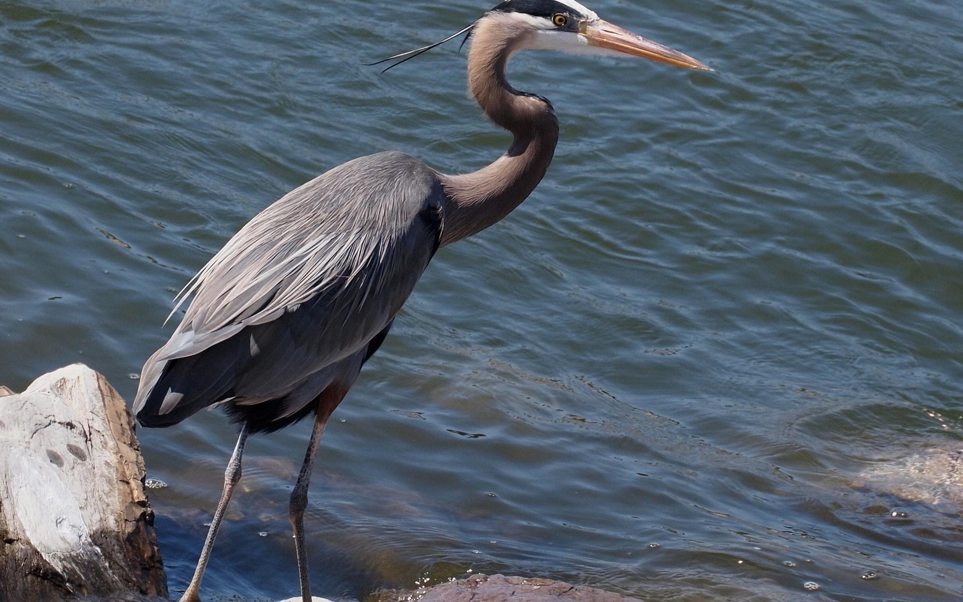 2927946 herons birds water wallpapers and backgrounds