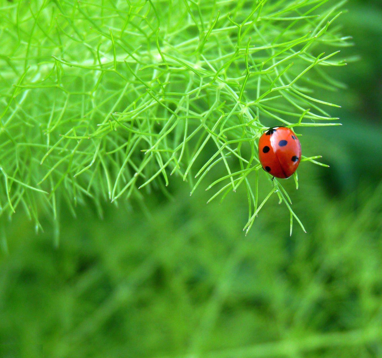 Best Desktop And Laptop Screen Wallpapers Of A Ladybird Beetle