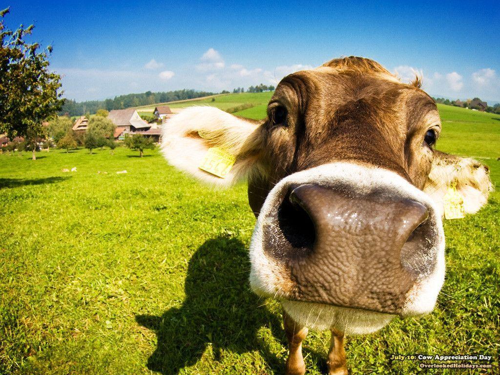 FunMozar – Cow Wallpapers