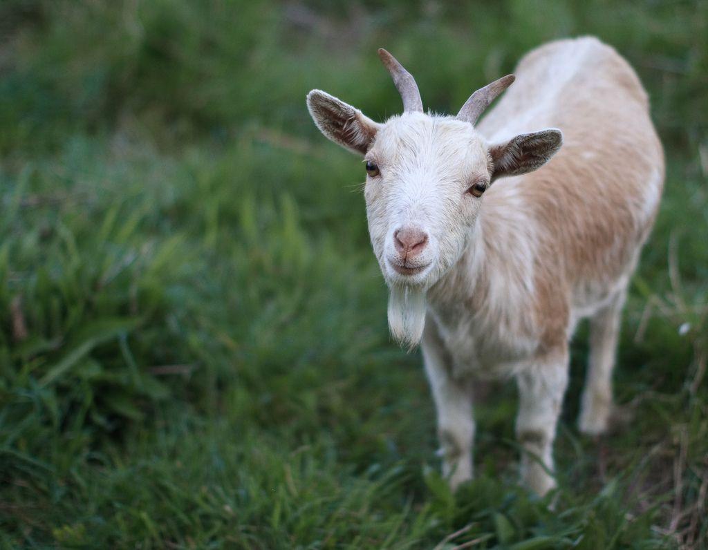 HD Goat Pictures Wallpapers and Photos