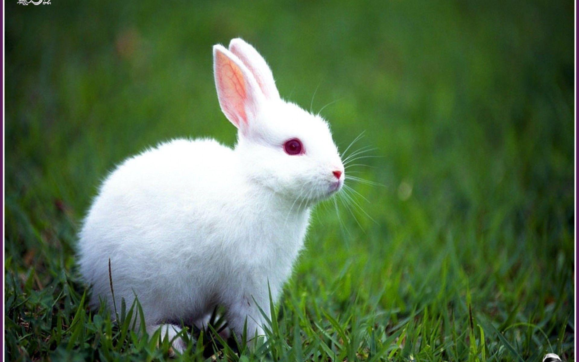 Rabbit Wallpapers