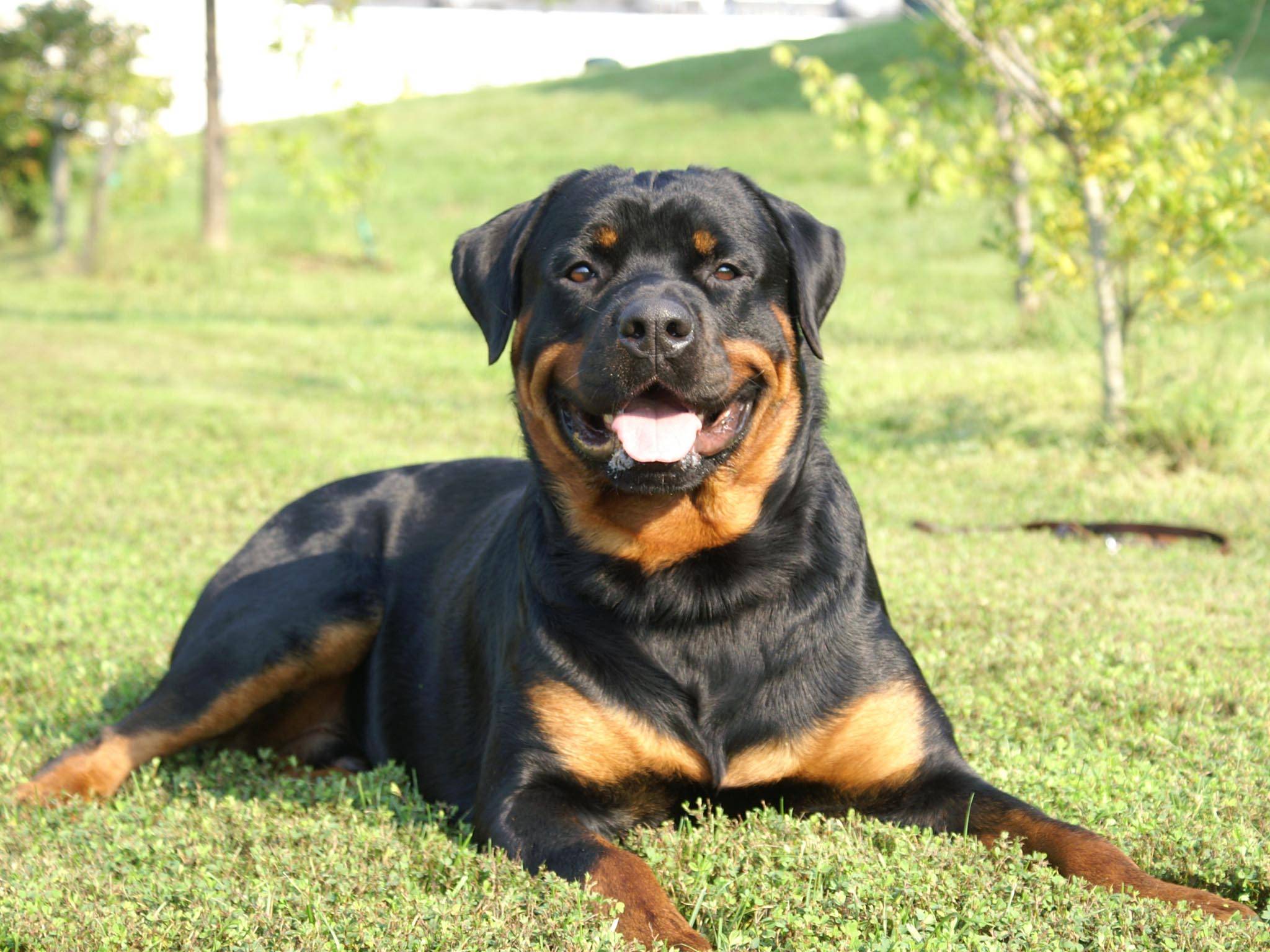 rottweiler wallpapers hd