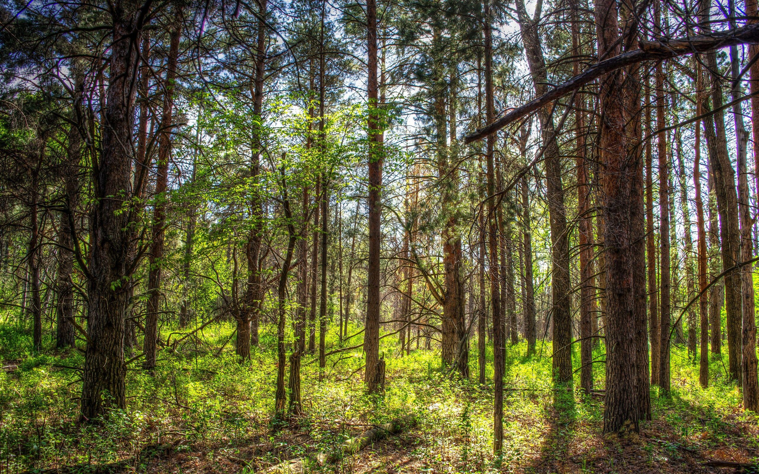 Image USA North Dakota Nature Spring Forests Trunk tree