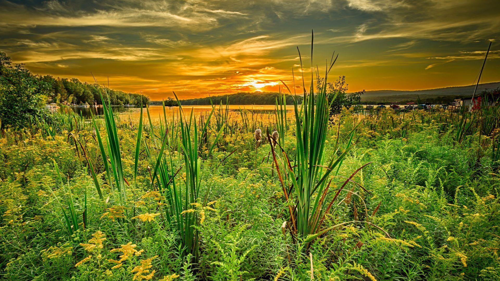 Pennsylvania Tag wallpapers: Water Eagle Bald Forest State Rocks