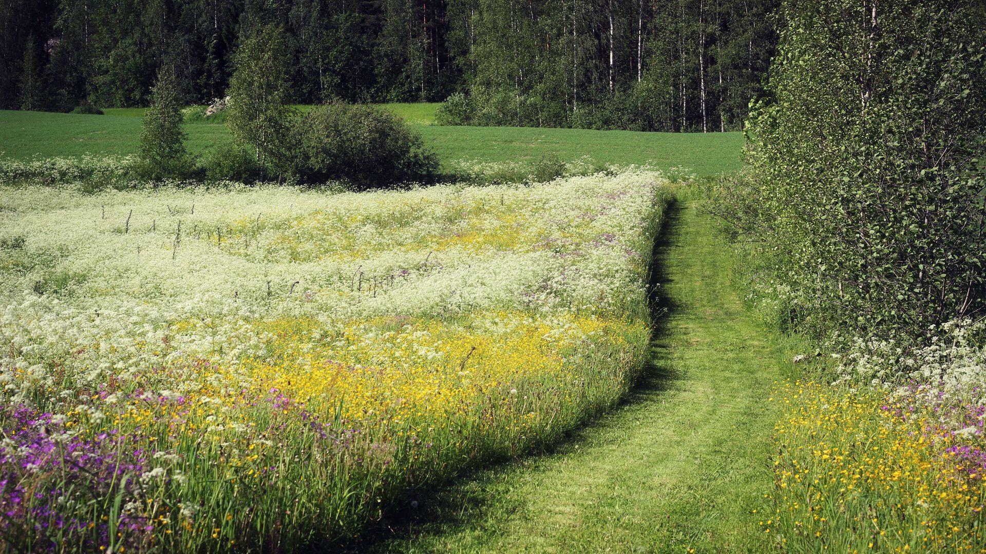 Wallpaper’s Collection: «Meadow Wallpapers»