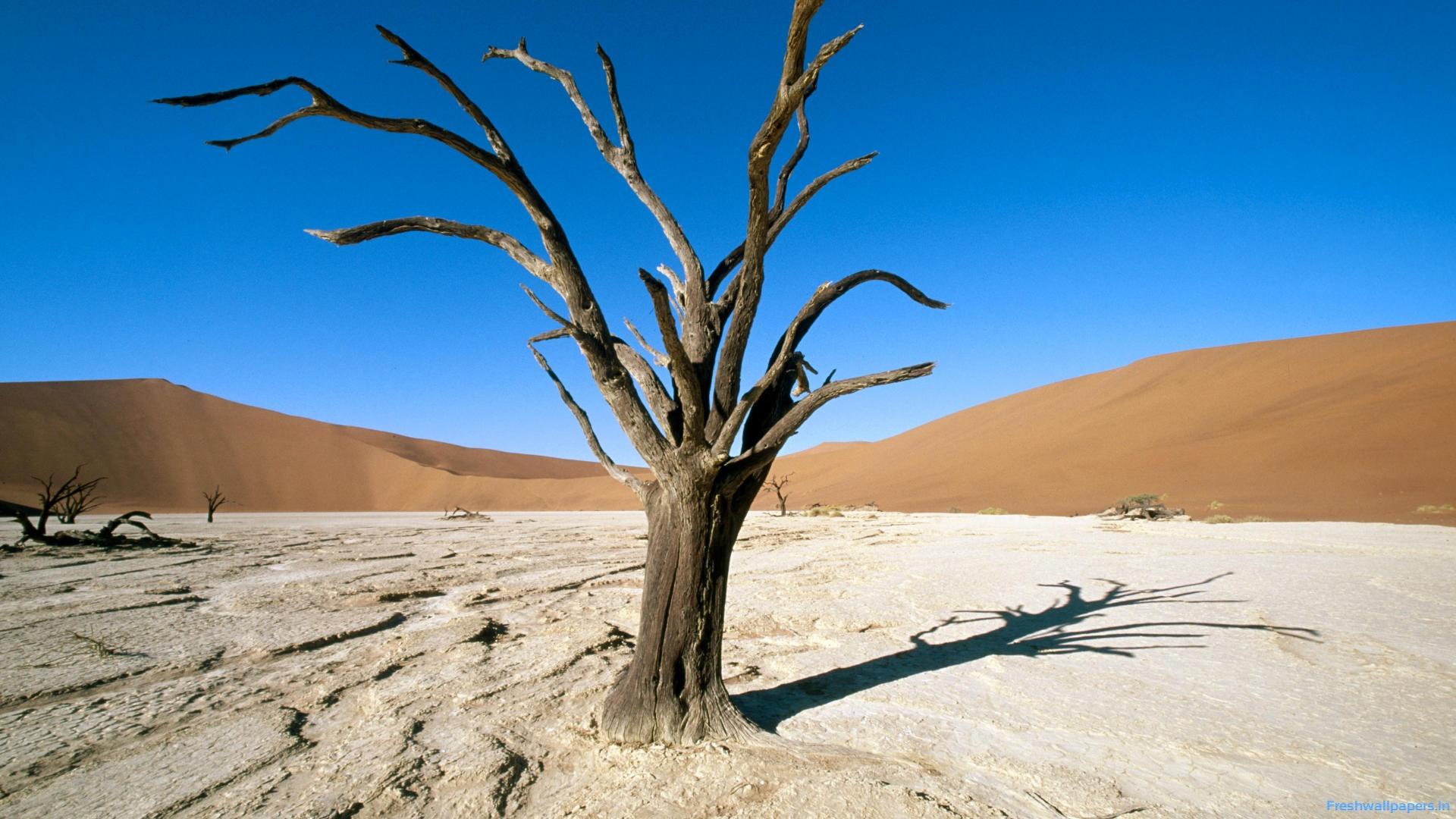 Sossusvlei. Namib Naukluft Park. Namib Desert. Namibia wallpapers