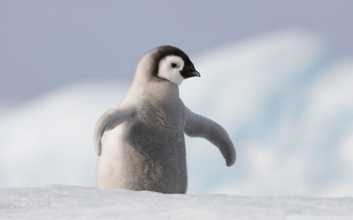 Baby Penguin, Antarctica HD desktop wallpapers : High Definition