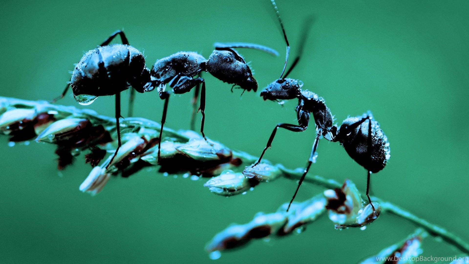 Ant Picture Facts Ant Desktop Wallpapers Desktop Backgrounds