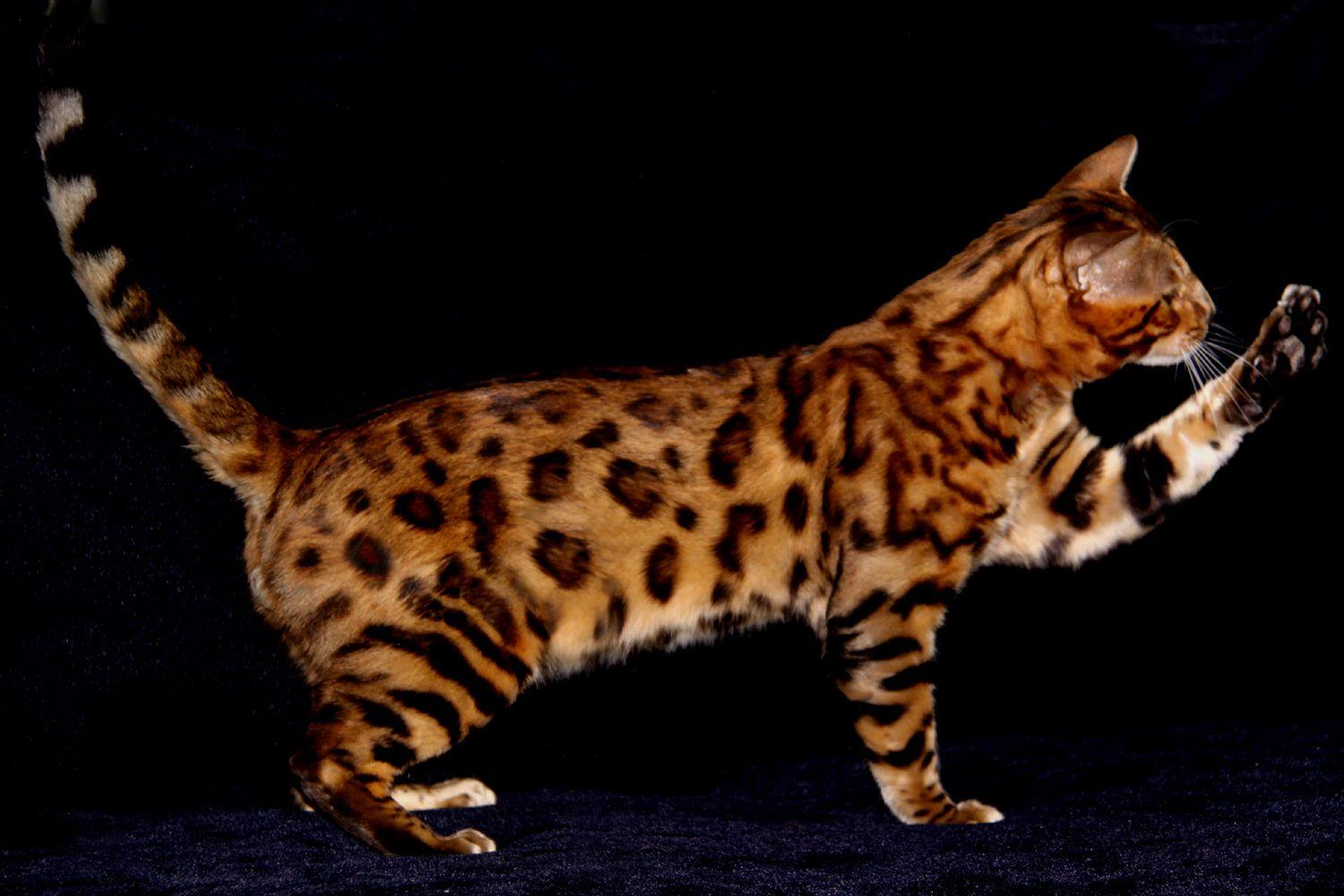 Bengal Cat Desktop Wallpapers