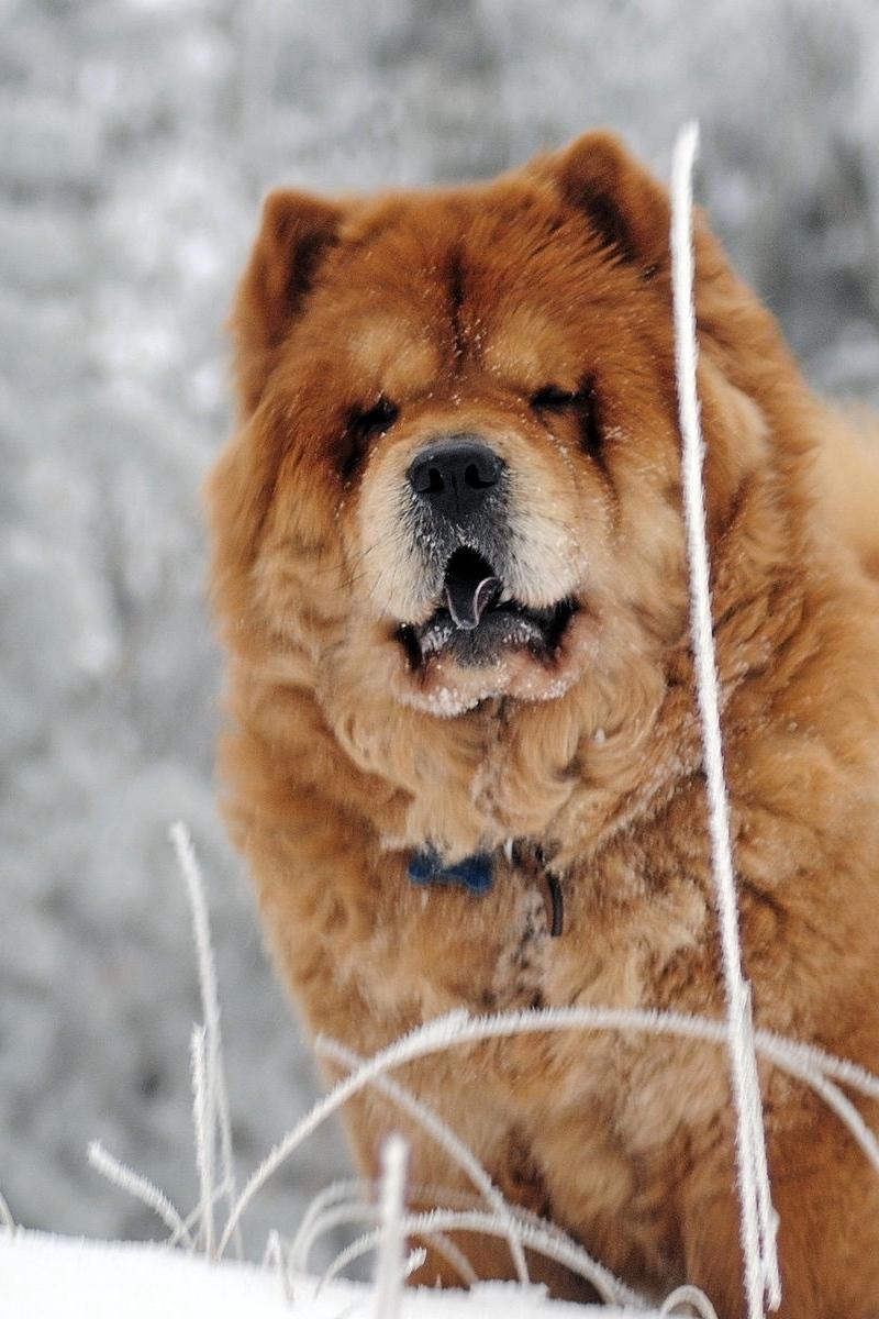 Download wallpapers chow chow, dog, face, fat iphone 4s/4