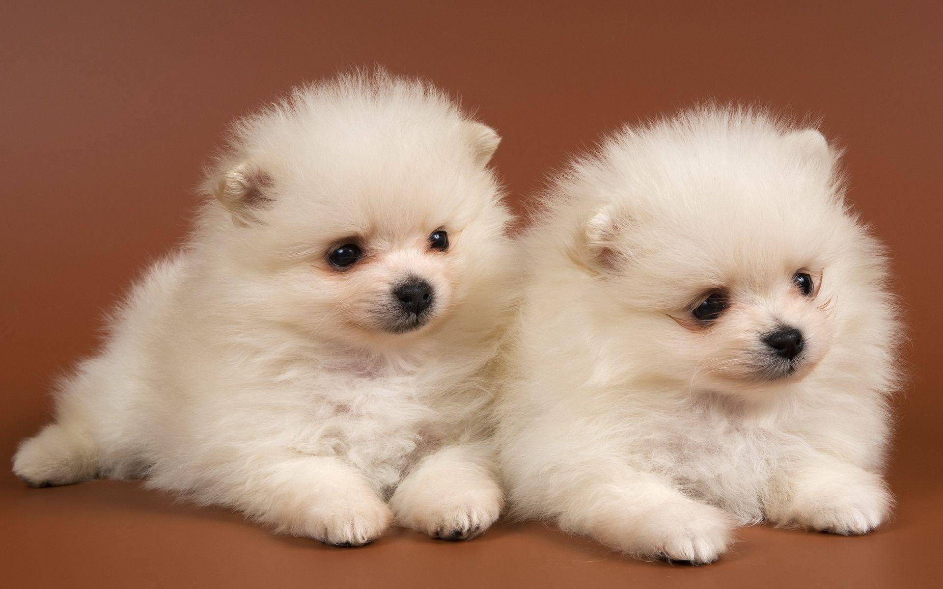 Fluffy puppies Chow Chow snow white . Android wallpapers for free