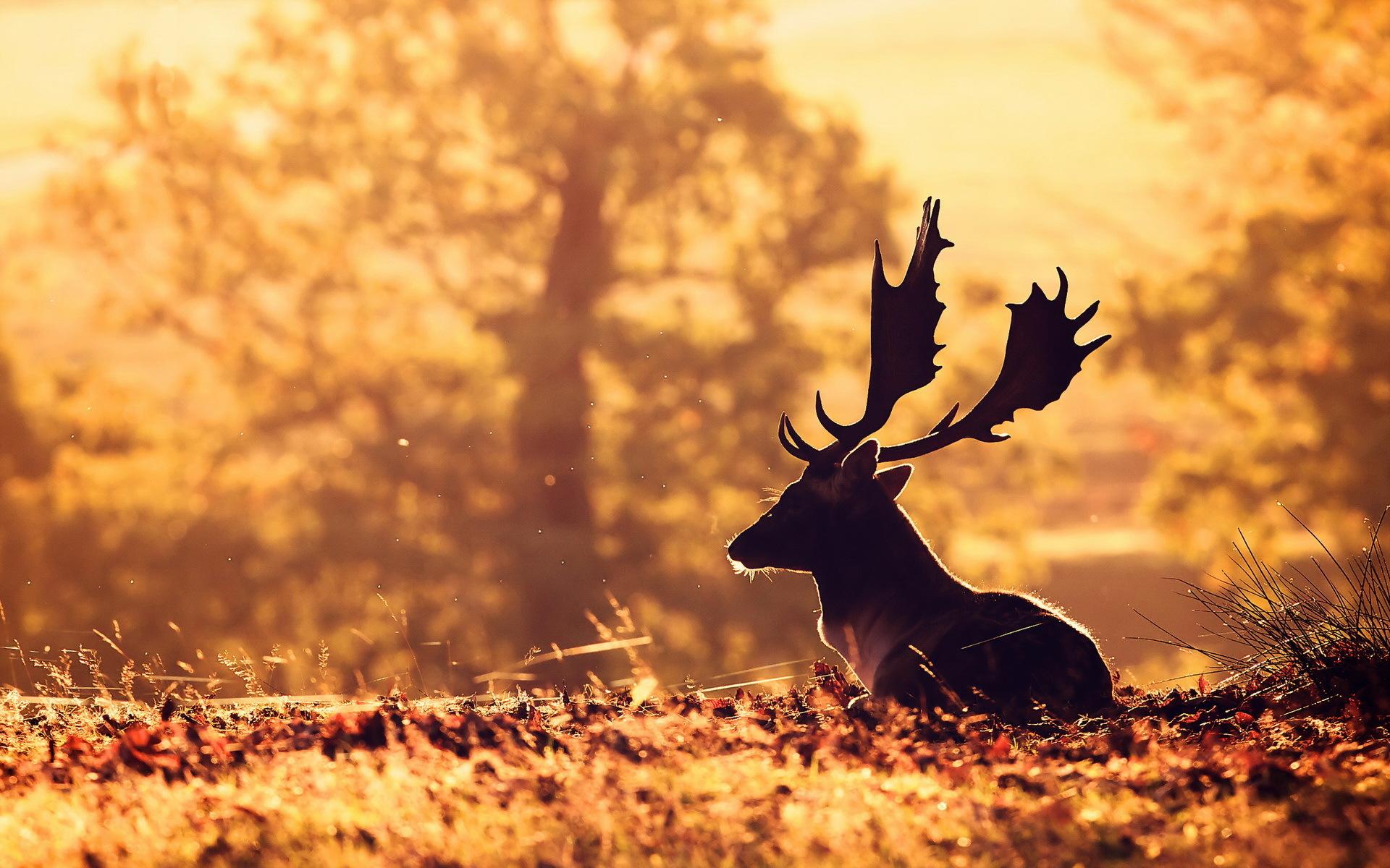 Deer Wallpapers, Interesting Deer HDQ Image Collection, HD