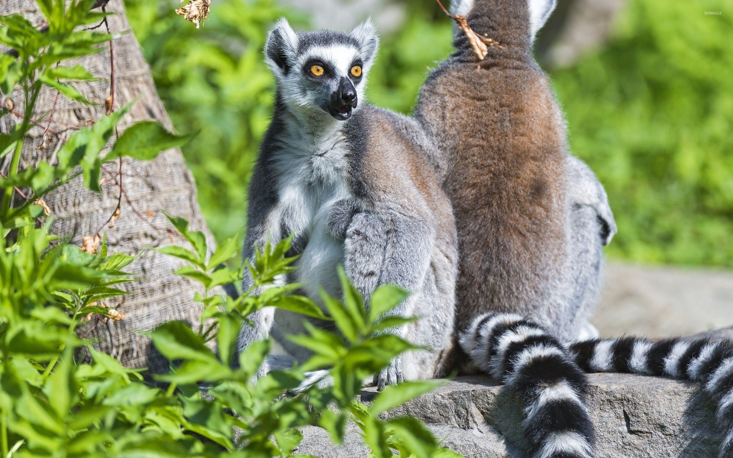 Lemurs wallpapers