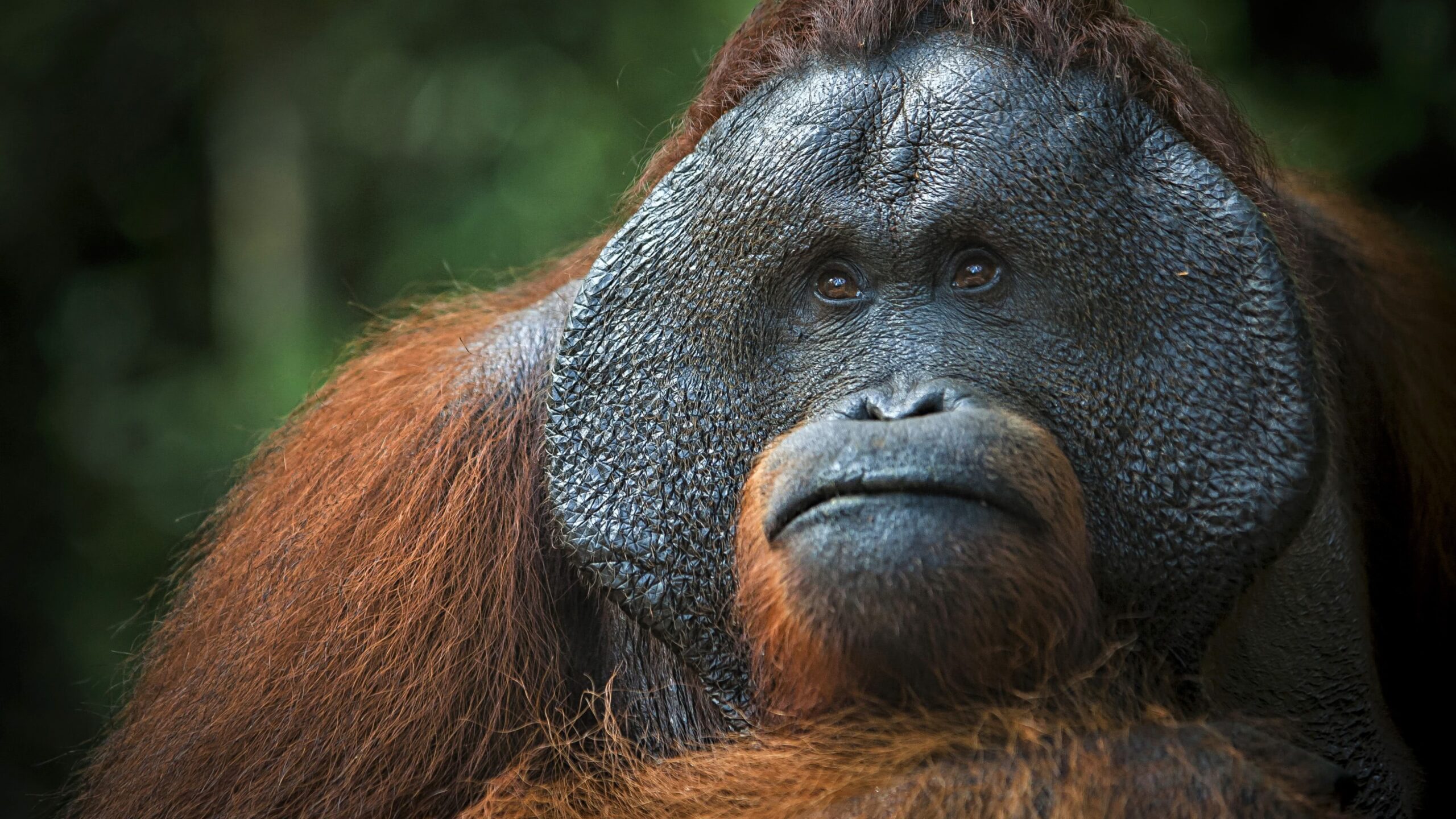 Orangutan UHD 4K Wallpapers