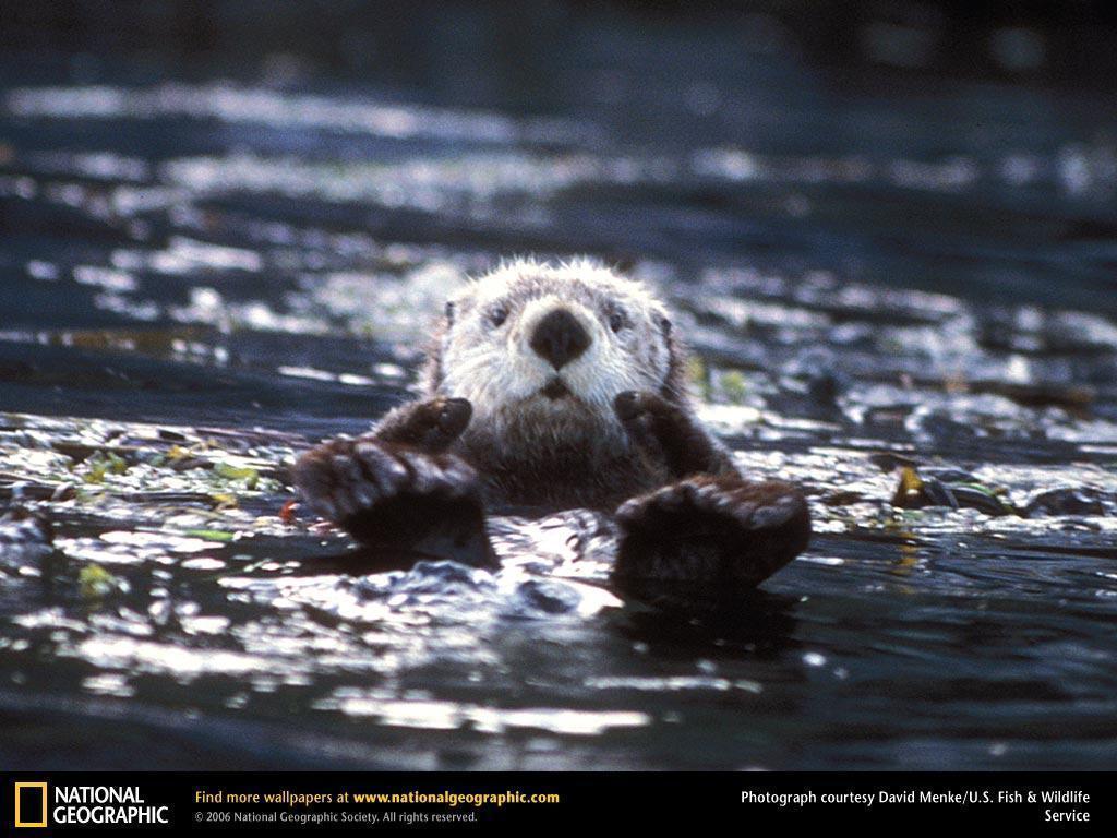 Sea Otter Picture, Sea Otter Desktop Wallpaper, Free Wallpapers