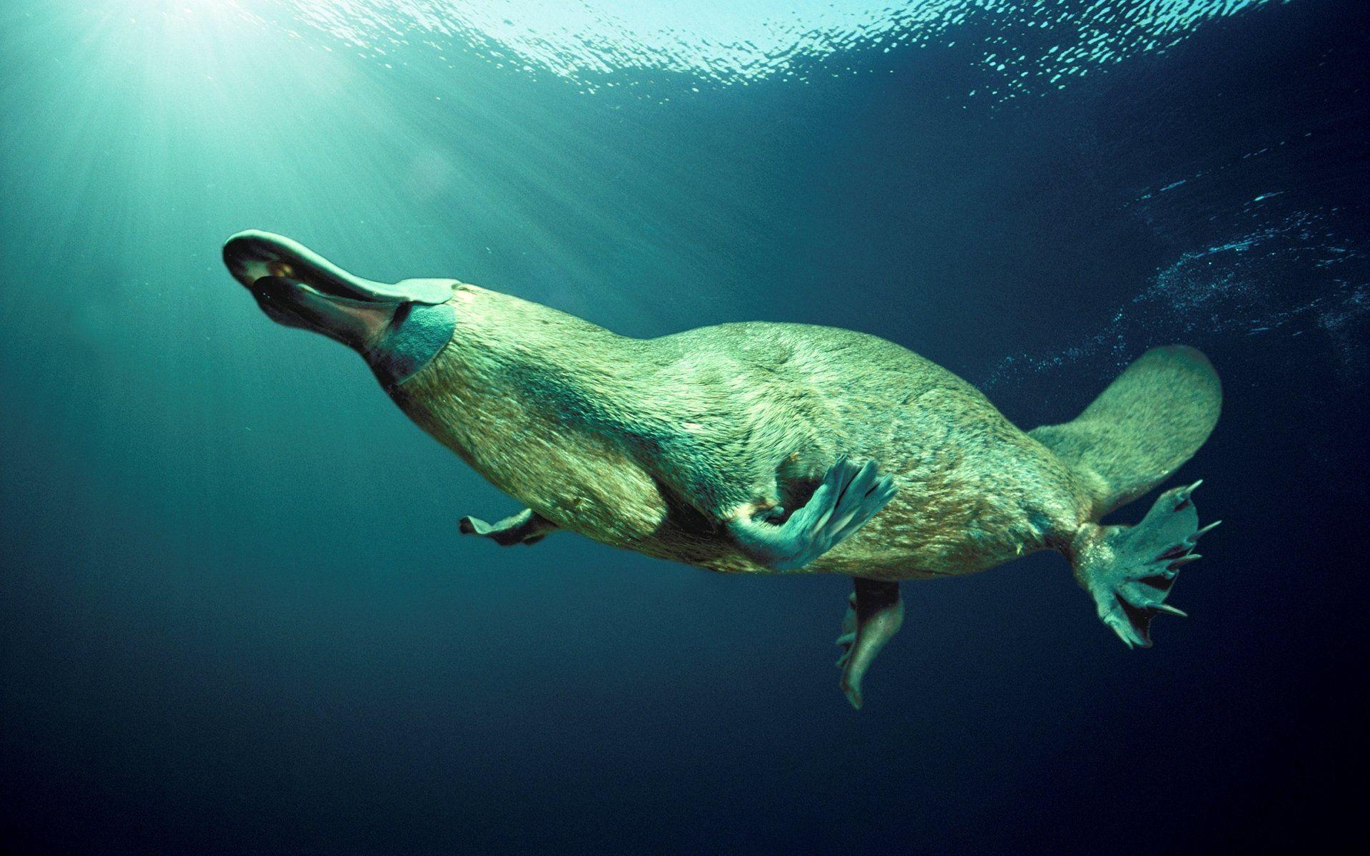 12 Platypus HD Wallpapers