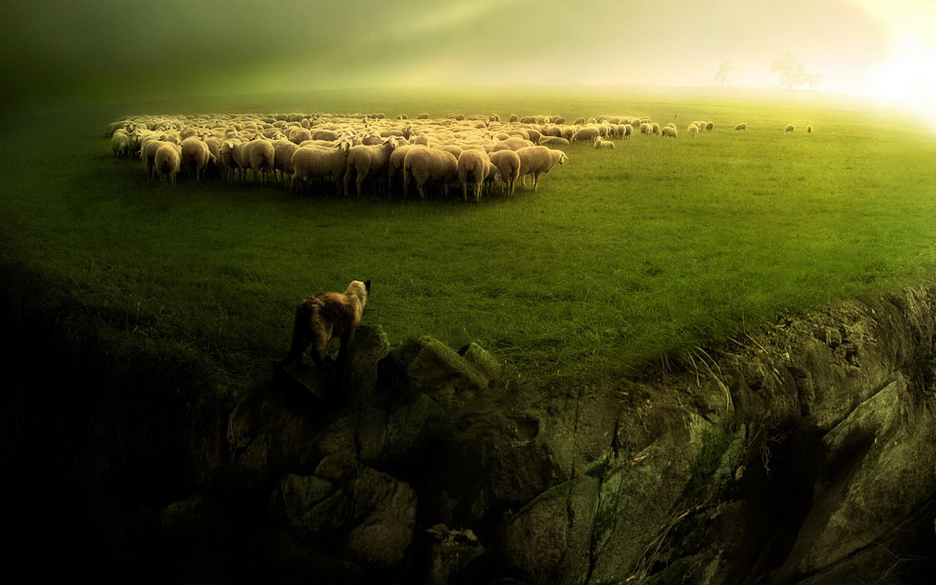 Sheep HD Wallpapers