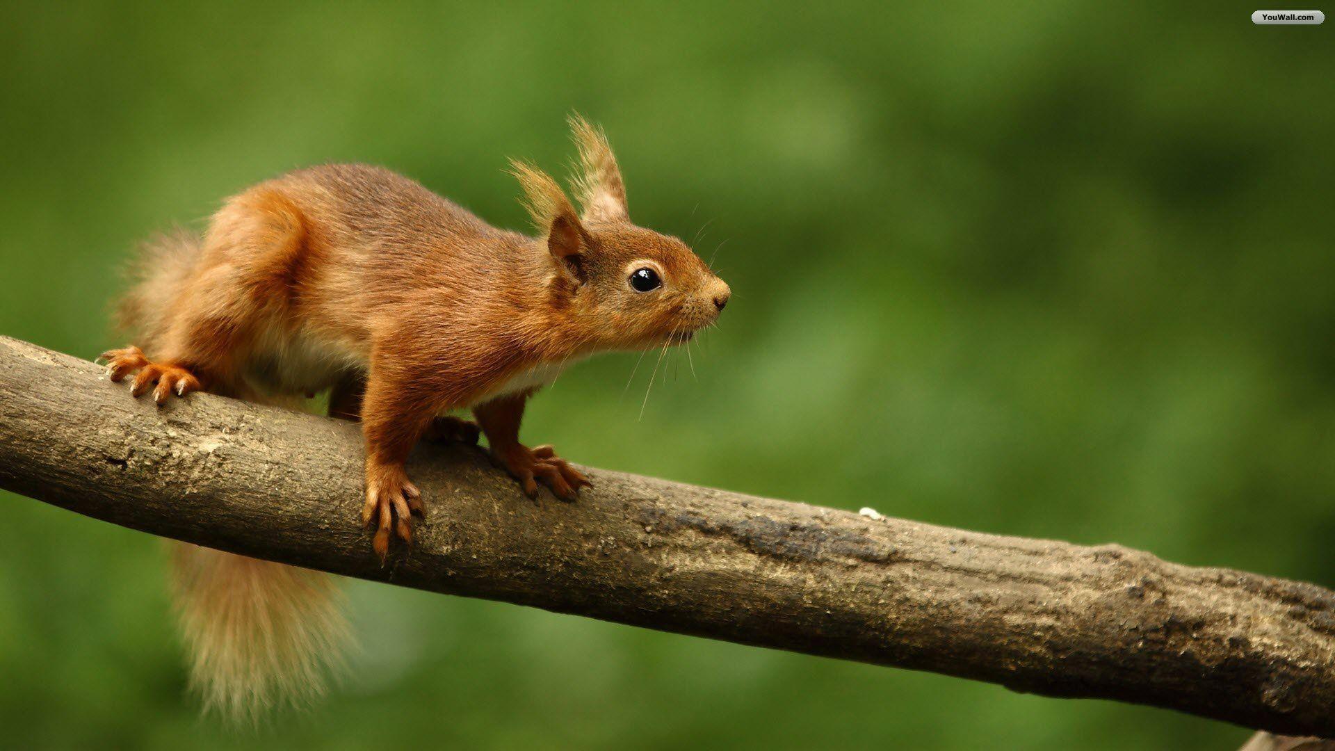 Animals For > Cute Squirrel Wallpapers Hd