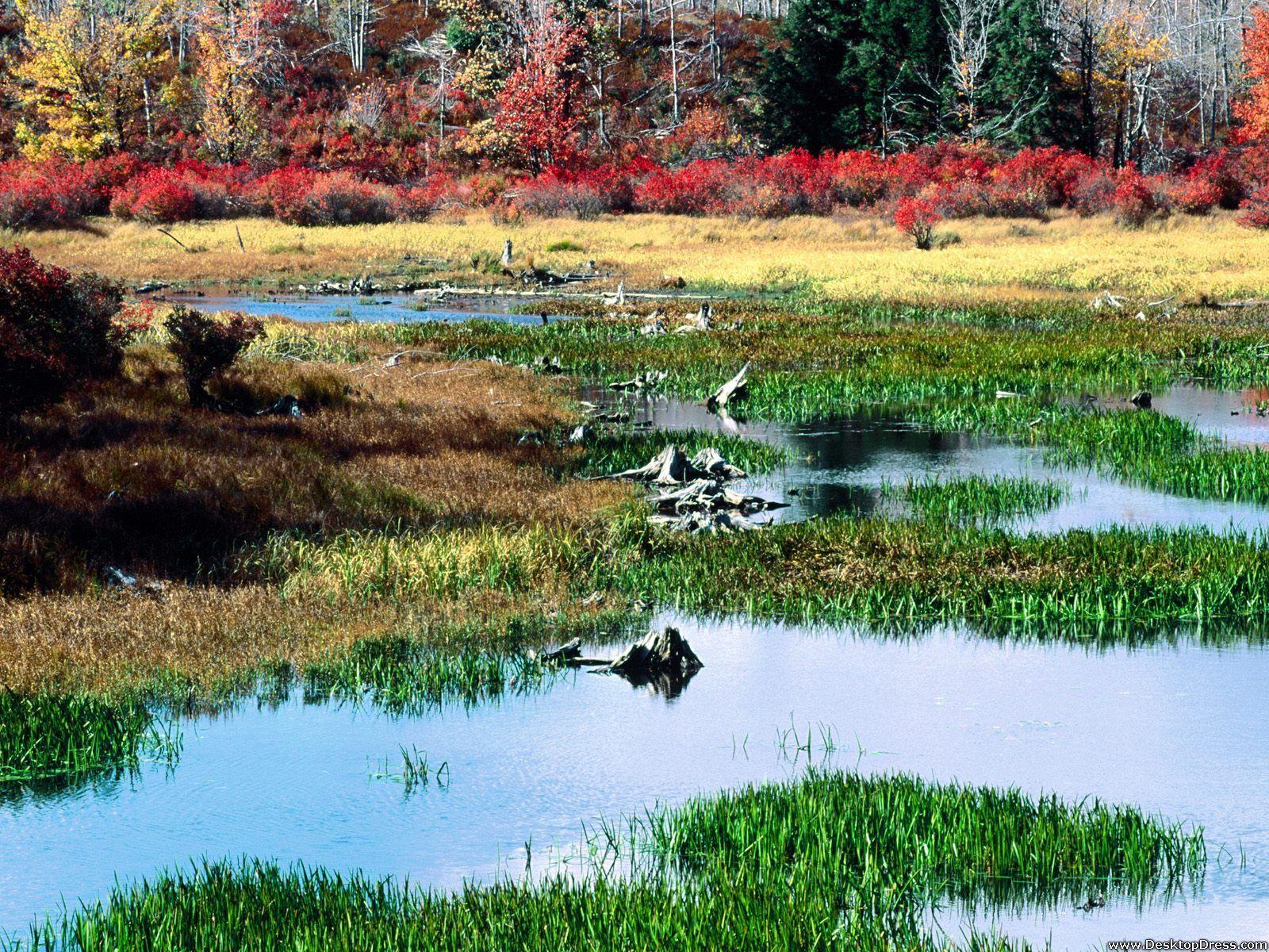 Desktop Wallpapers » Natural Backgrounds » Fall Pond, Ricketts