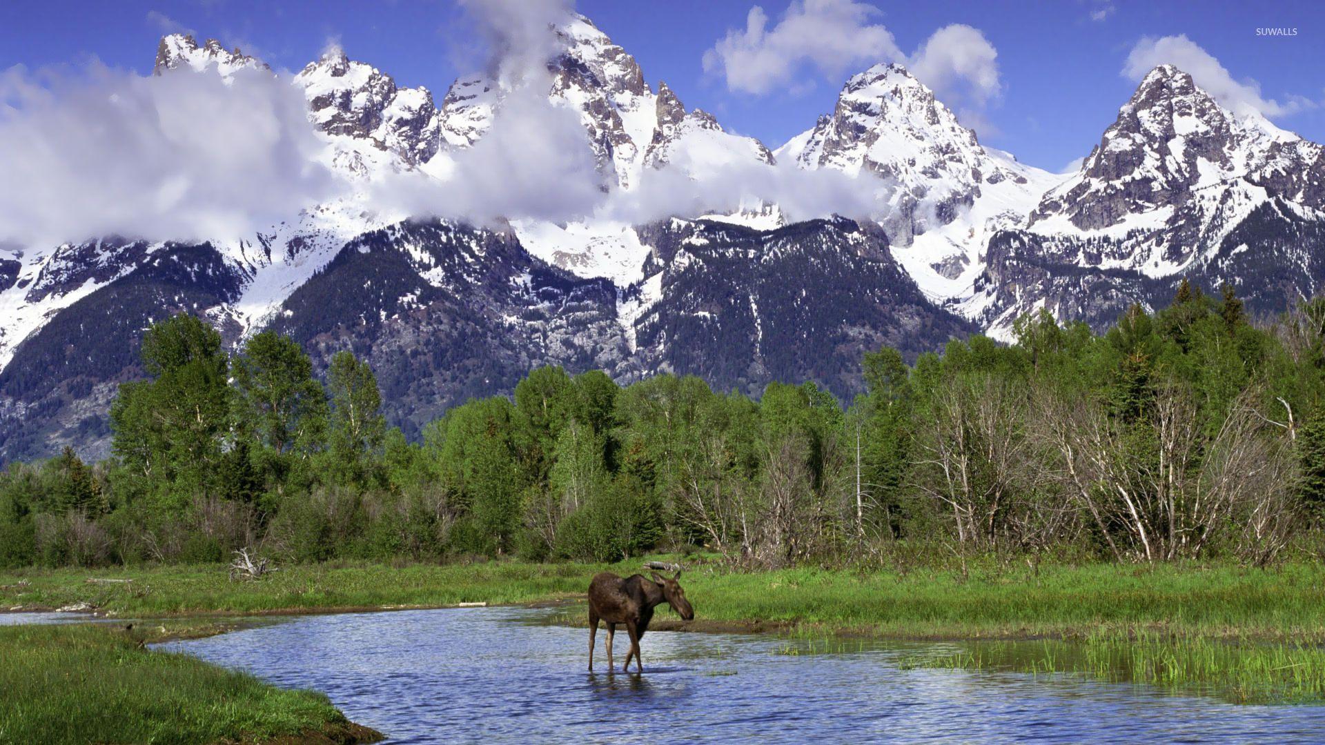 Rainbow in Yellowstone National Park wallpapers