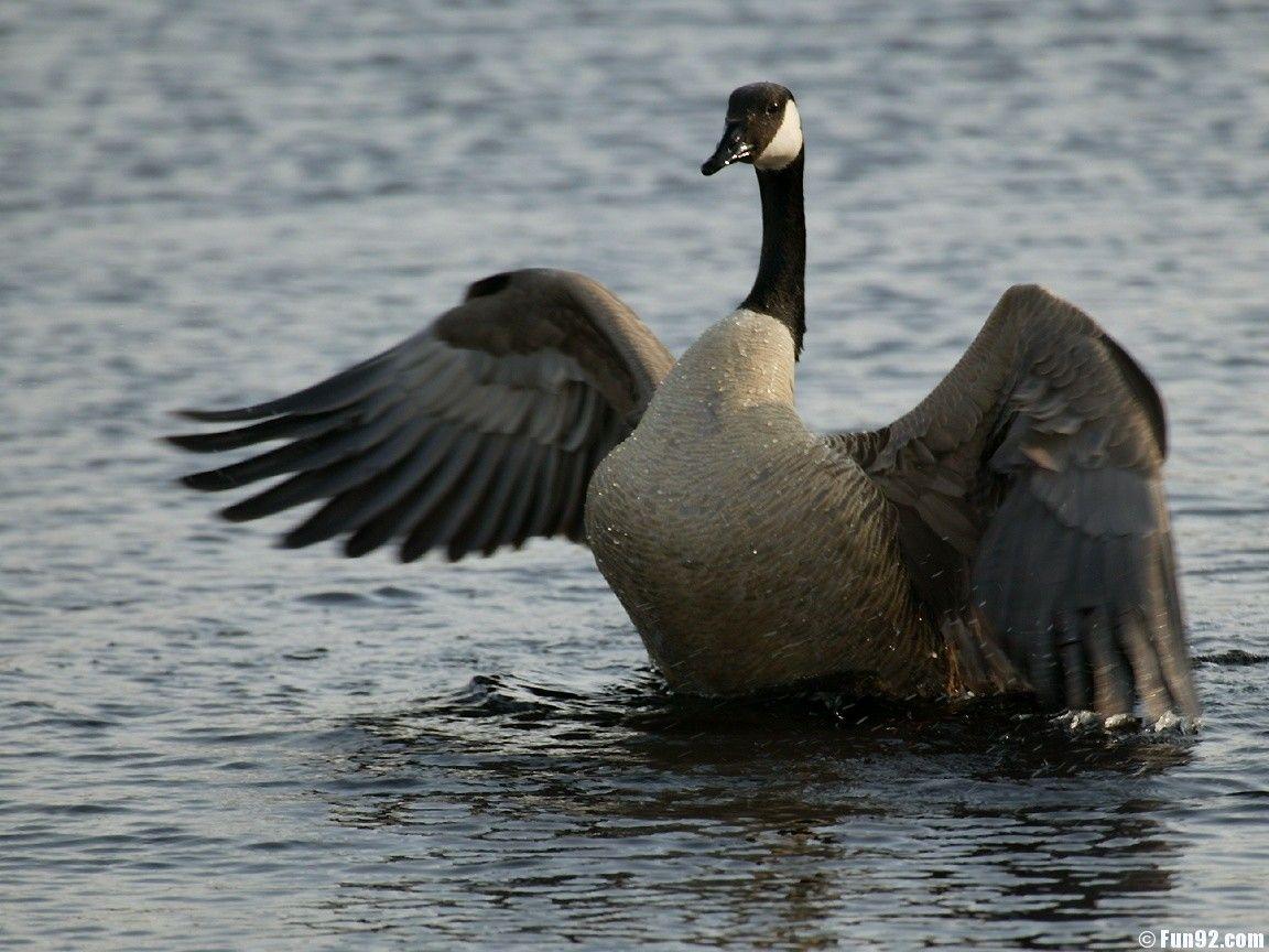 Goose Wallpapers