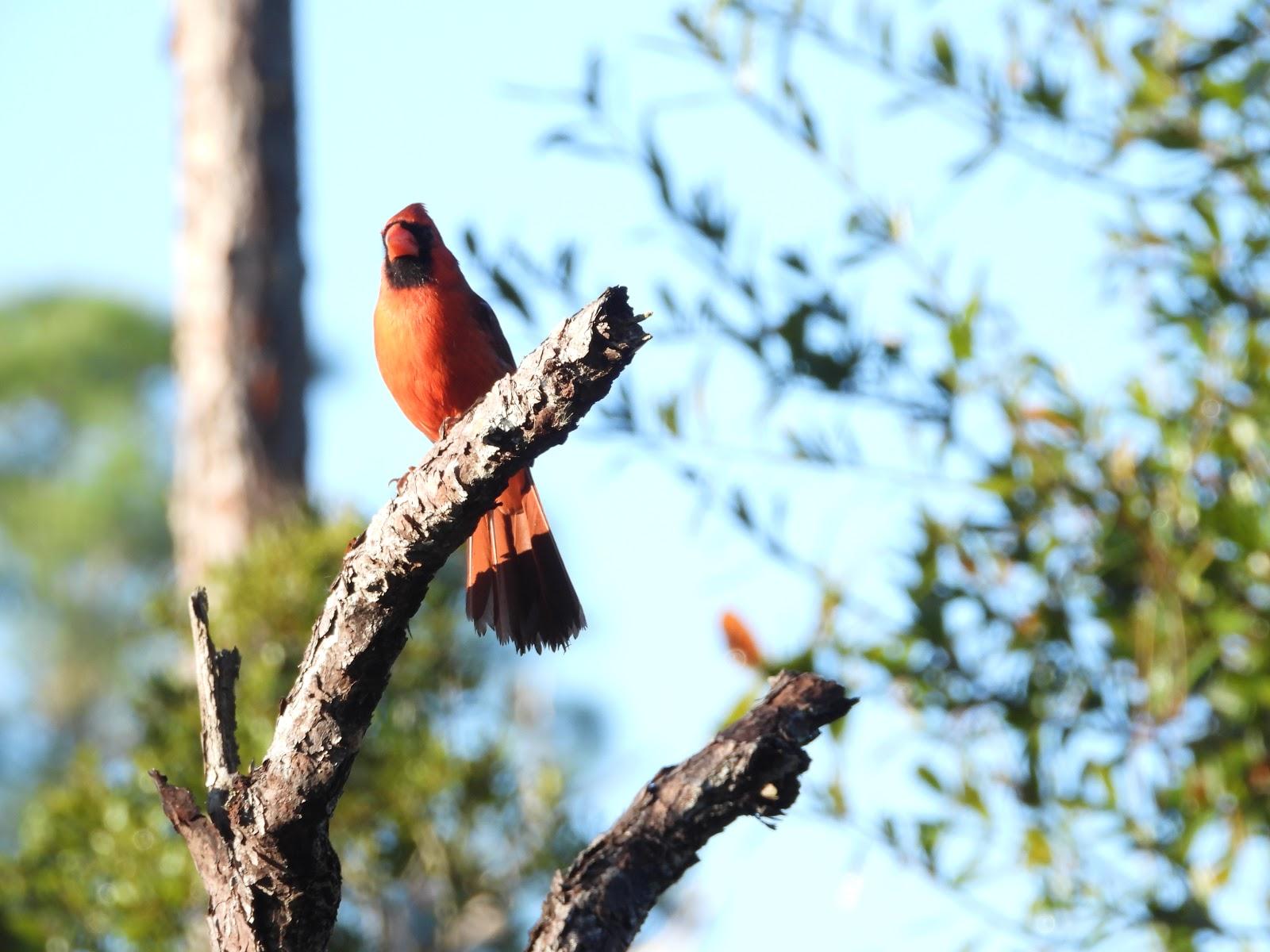 Bird Photos, Birding Sites, Bird Information: MALE NORTHERN CARDINAL