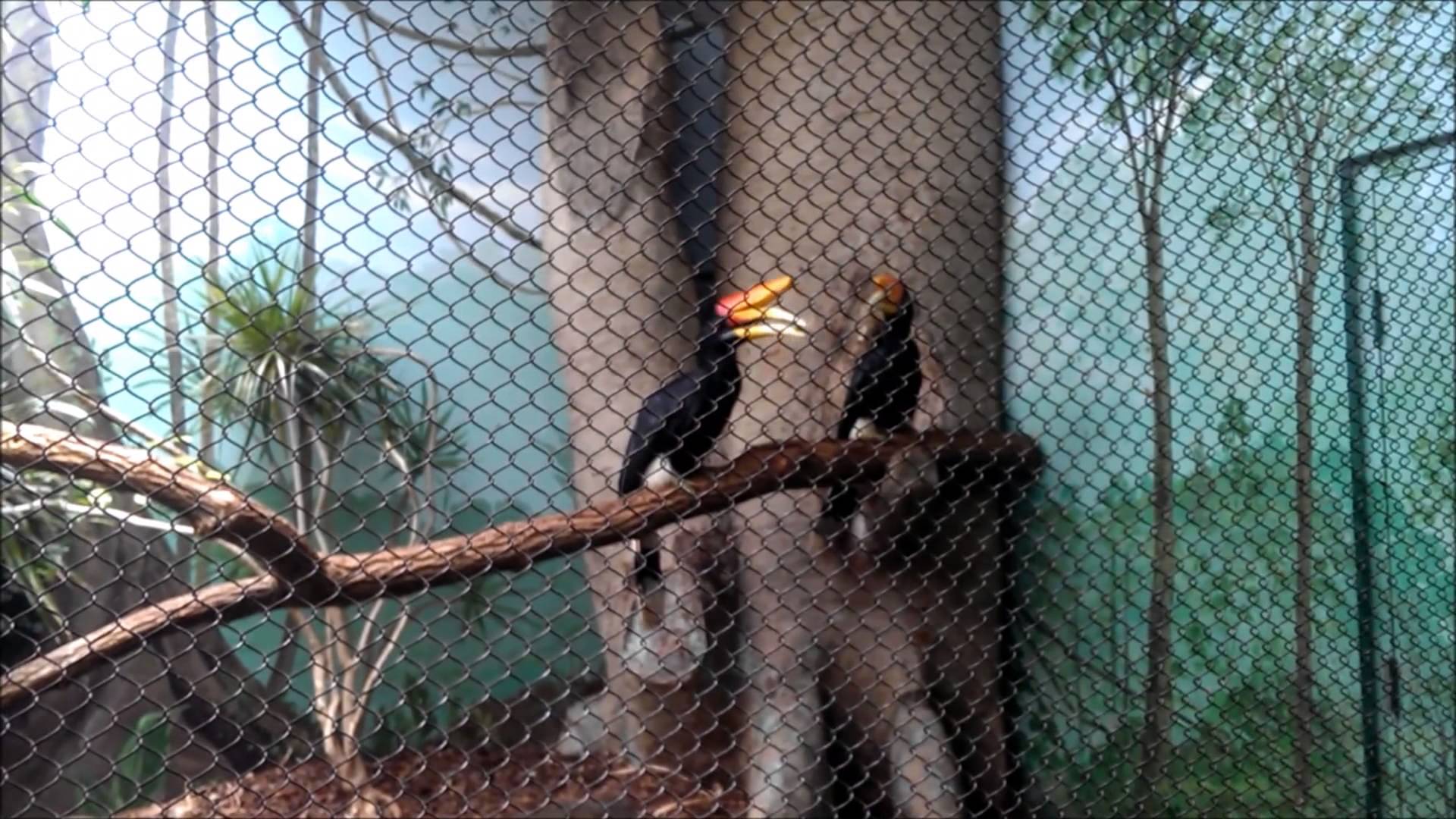 Rhinoceros Hornbill