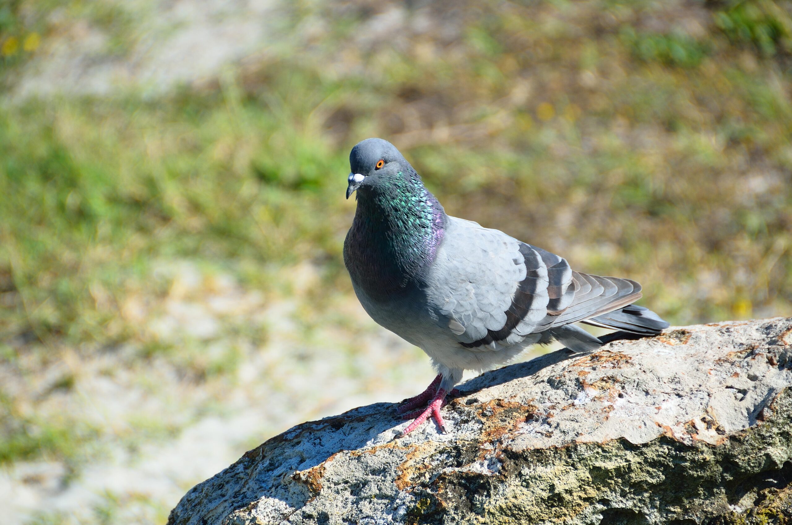 Rock Dove