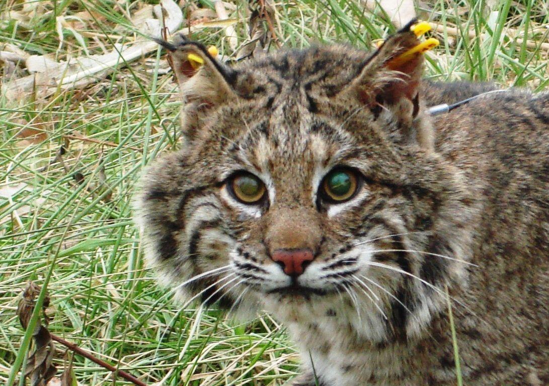 Bobcat Image