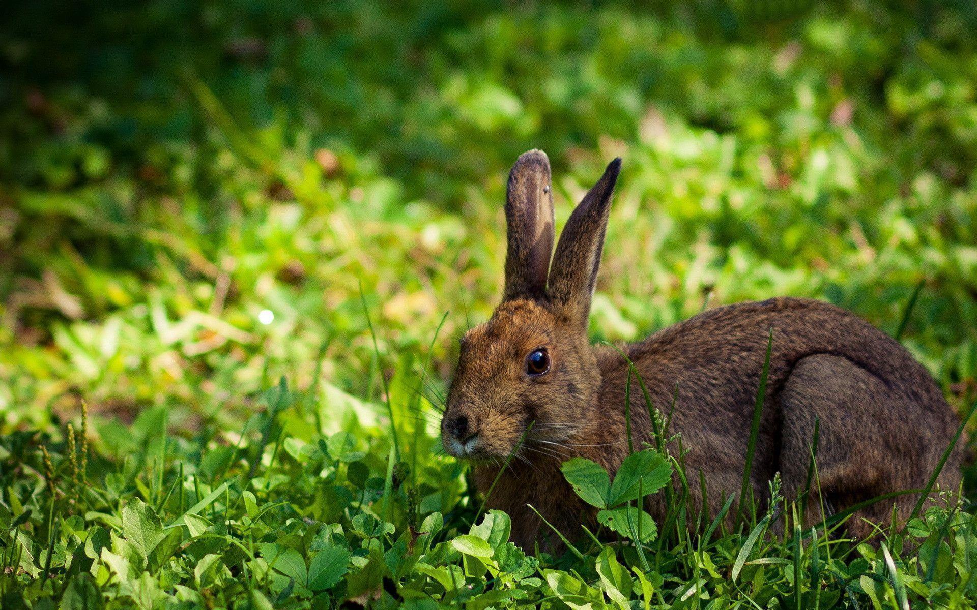 Brown Rabbit Wallpapers