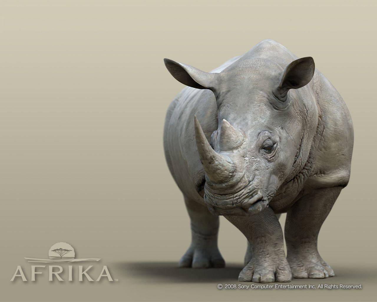 rhino