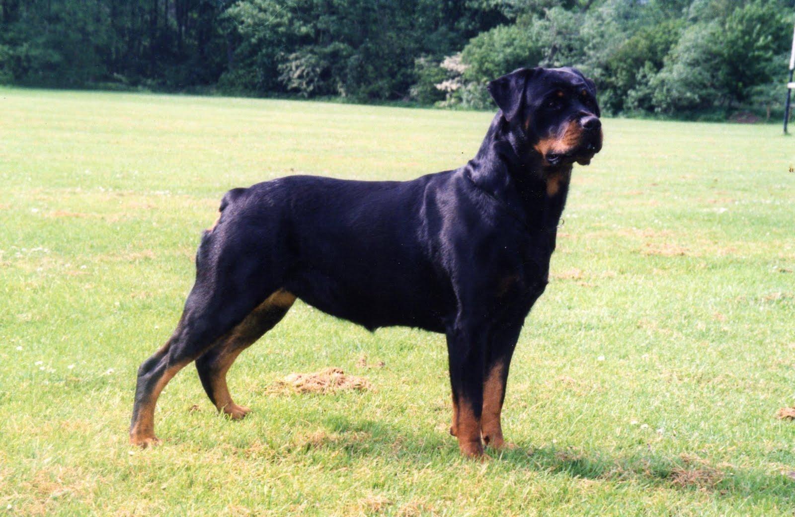 Image For > Rottweiler Dog Wallpapers