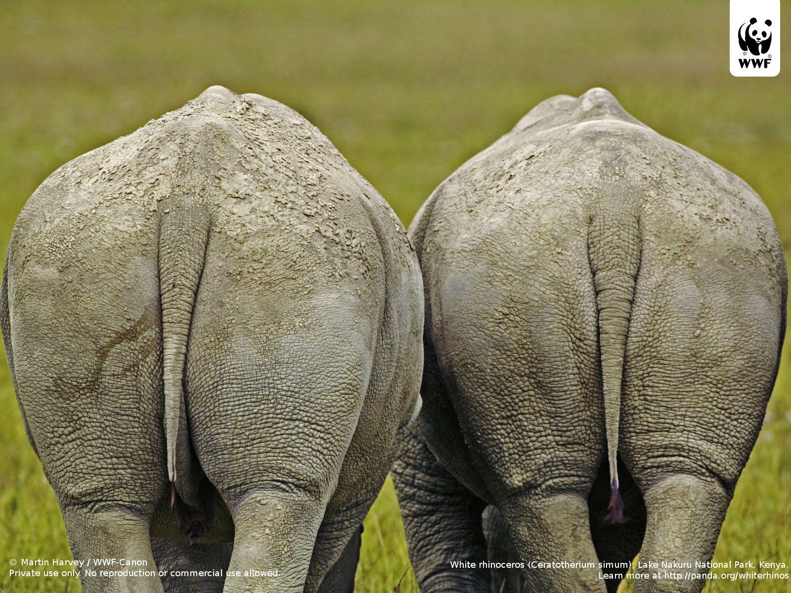 White rhinoceros