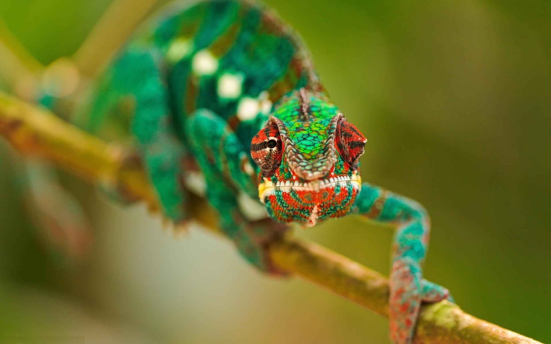 Chameleon Wallpapers