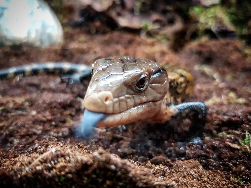 Urban Jungle Mcr on Twitter: Timika Blue Tongue Skink