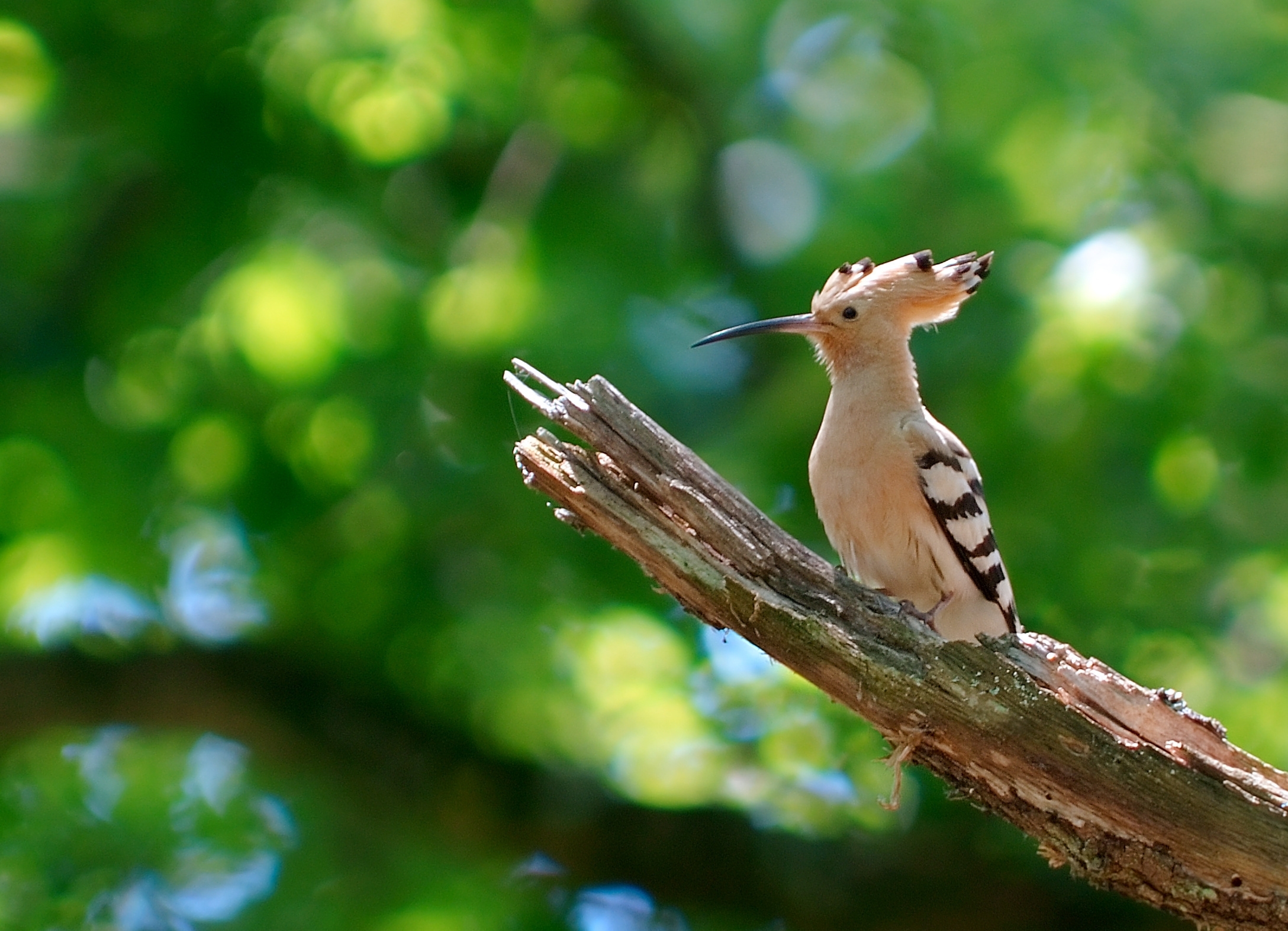 32 Hoopoe HD Wallpapers