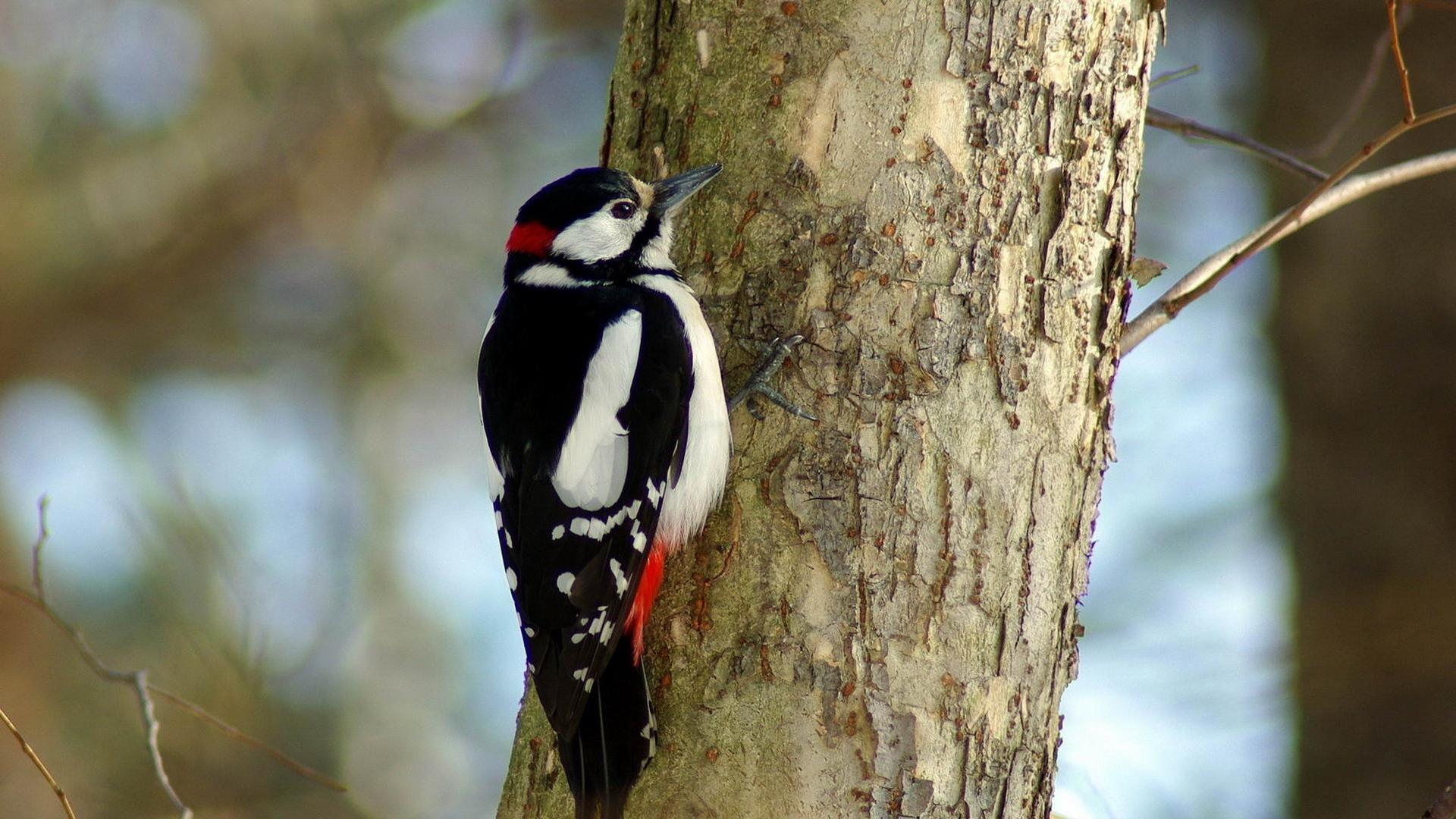 Woodpecker Wallpapers 5