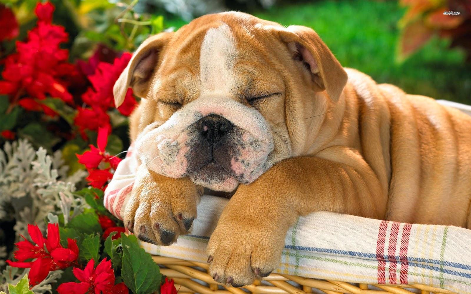 English Bulldog Wallpapers Image Group