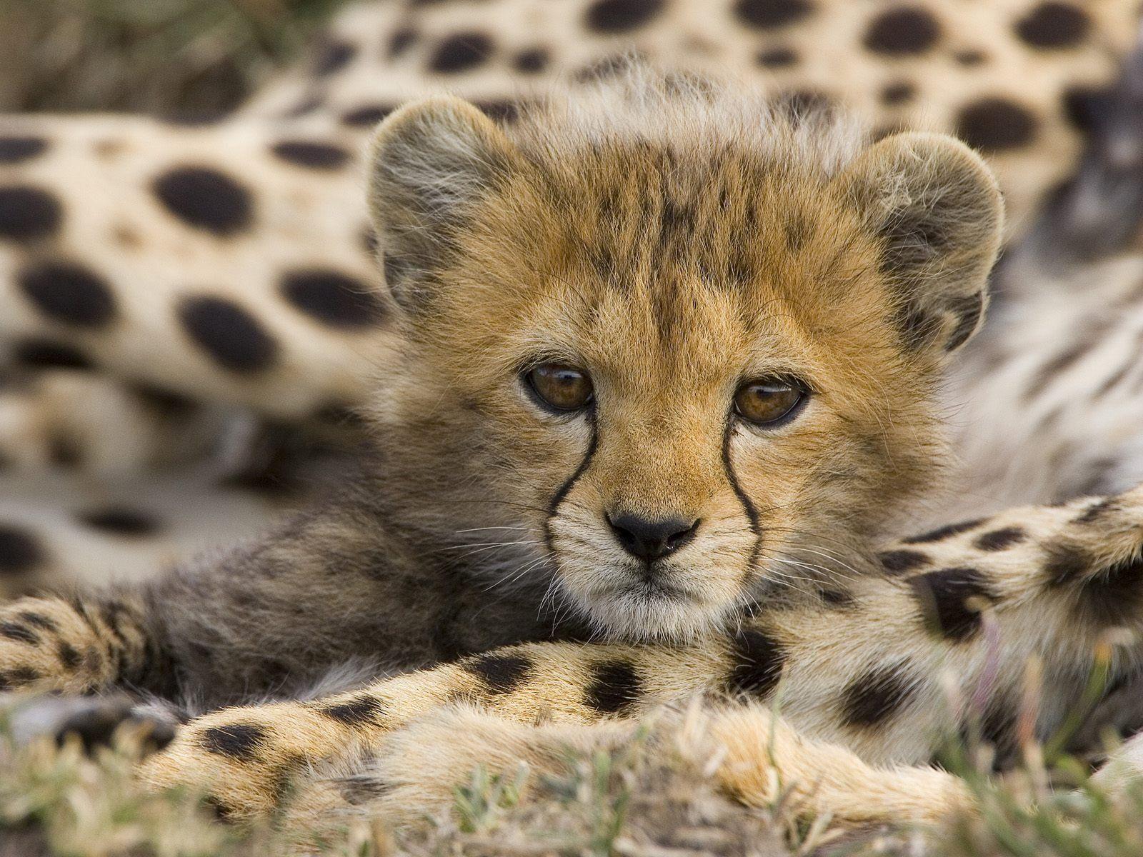 Face Cute Cheetah Wallpapers Wallpapers