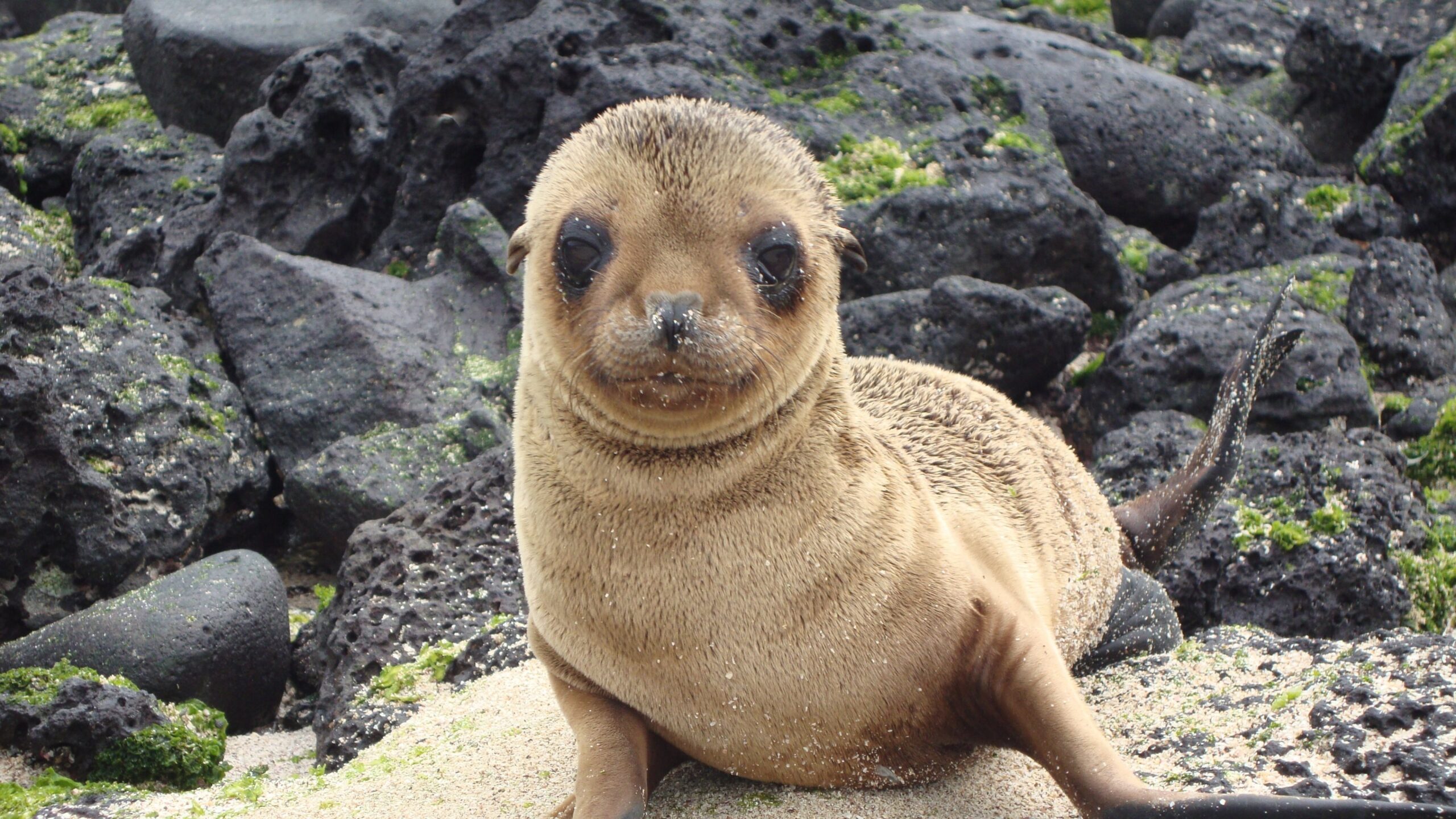 Download wallpapers Sea lion, eared seal, cute animals