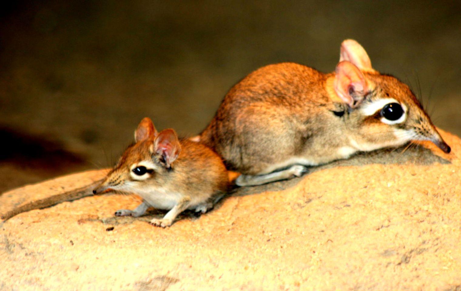 Elephant Shrew Wallpapers