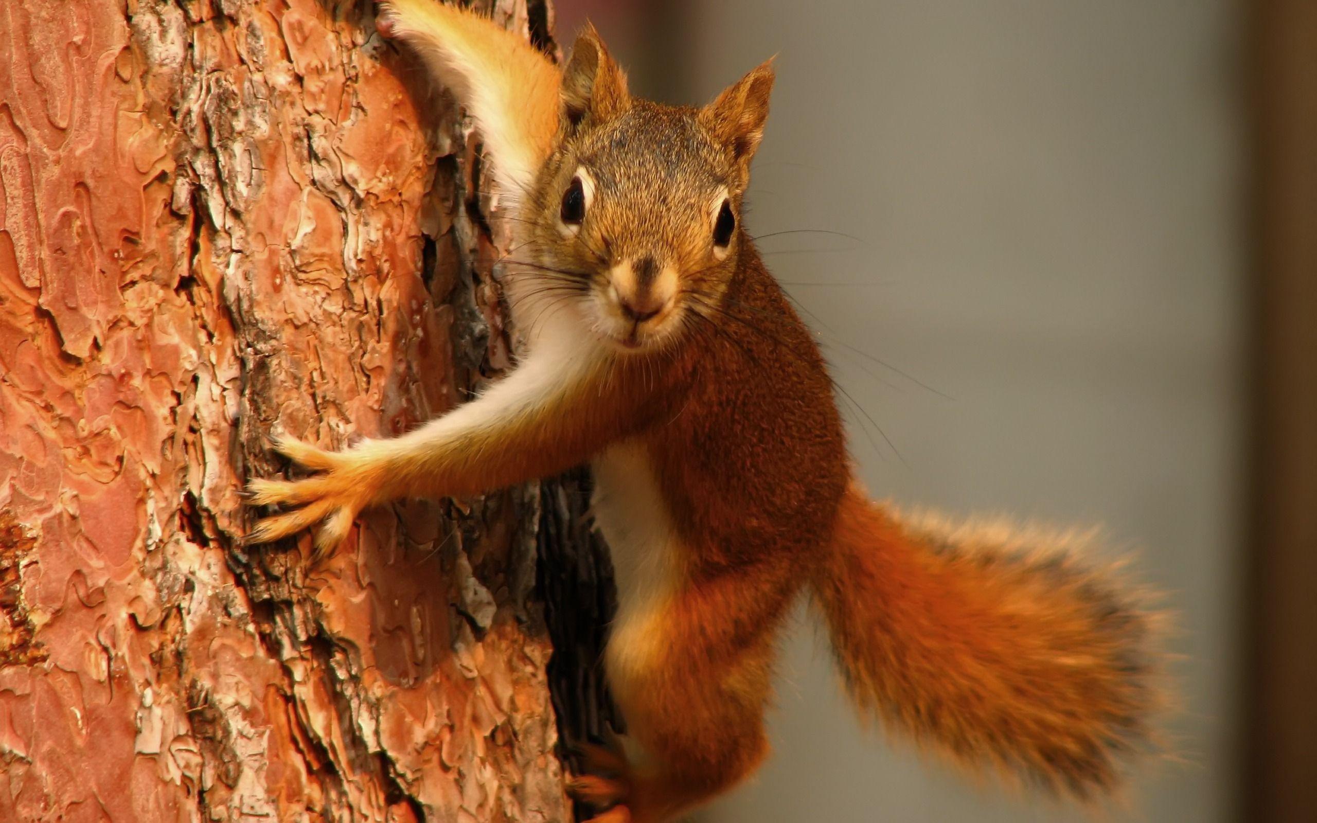 Squirrel Hd Wallpapers 39783 in Animals