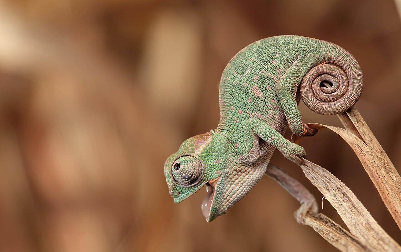 Chameleon wallpapers