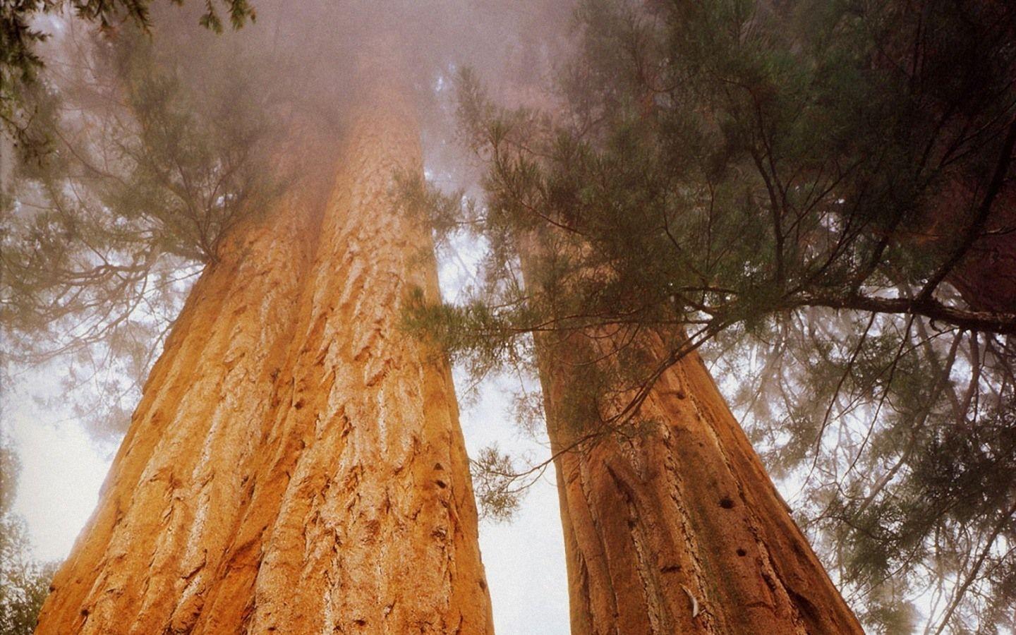 41+ Sequoia National Park Wallpapers, Top Ranked Sequoia National